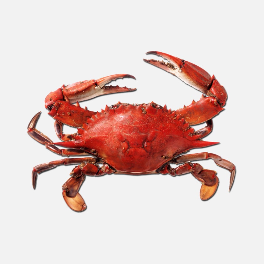 crab